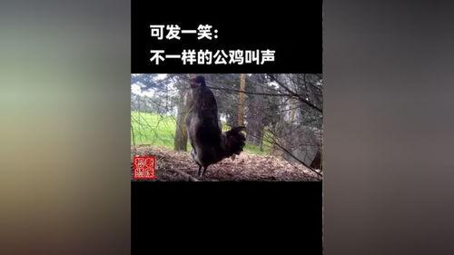免费搞鸡视频,轻松享受娱乐时光
