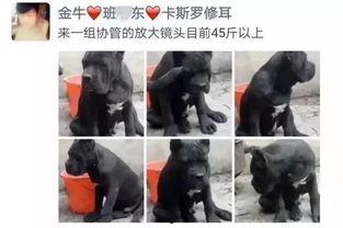 卖狗视频,视频背后的残酷真相