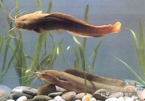 鲶鱼图片,水中精灵的灵动瞬间