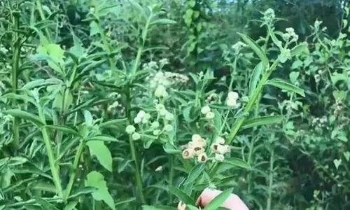 农村野草名称大全图片大全,图鉴中的自然宝藏
