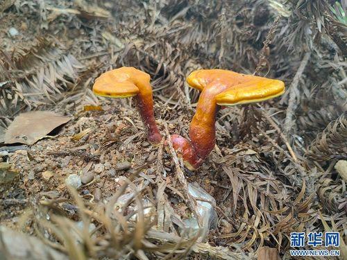 樟树灵芝图片,大自然的瑰宝，养生保健的佳品