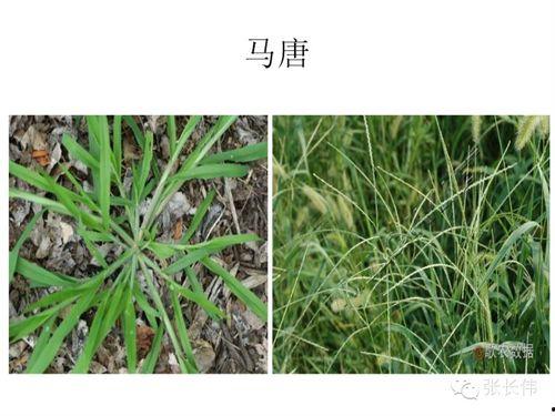 事业草的图片大全,绿色生机，助力职场成功之道