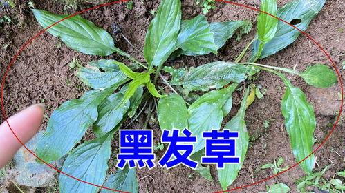猪毛草图片,自然界的绿色精灵