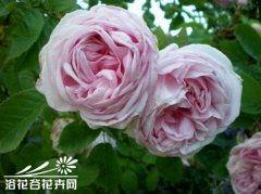 蔷薇图片大全,千姿百态的美丽瞬间