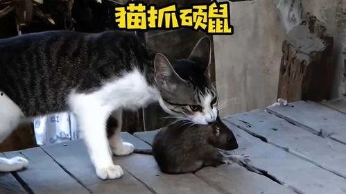 猫抓耗子视频,一场趣味横生的捕猎大戏