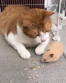 猫抓耗子视频,一场趣味横生的捕猎大戏