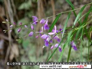 远志图片,神秘药材的神秘面纱