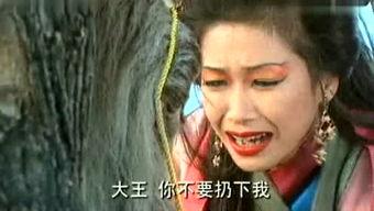 猿猴视频,探索动物世界的趣味与智慧