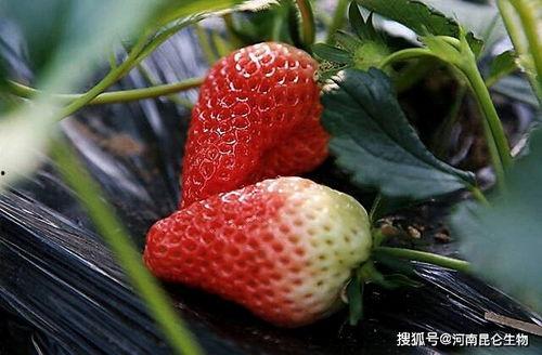 各种草莓图片大全大图,多图解析草莓的多样魅力