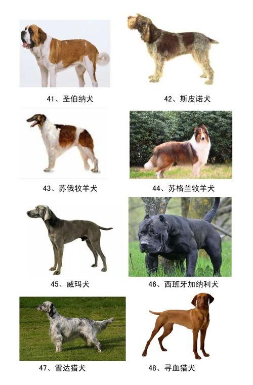 犬类大全与图片及名称,图片与名称解析，带你领略世界各地的狗狗风采