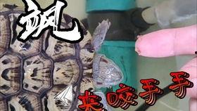鱼龟混养缸自制图片大全,自制鱼龟混养缸图片集锦