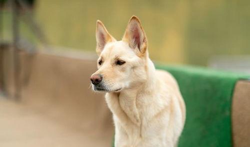 韩国犬种,探寻东方神犬的独特魅力