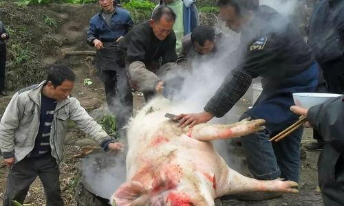 云南杀猪视频,传统习俗与现代观念的碰撞