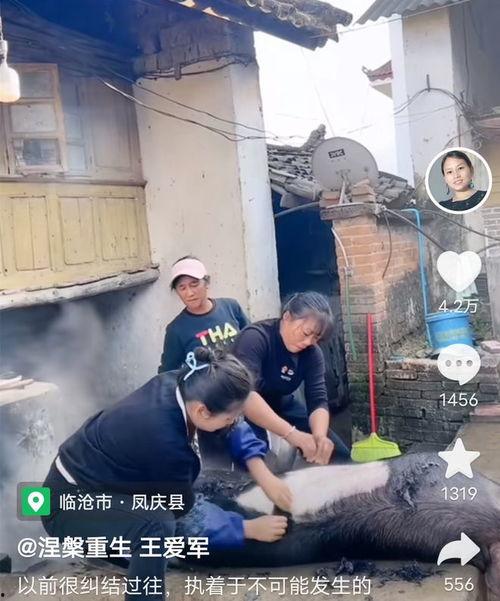 云南杀猪视频,传统习俗与现代观念的碰撞