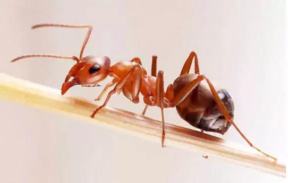 蚂蚁咬伤图片,探究微小生物的强大攻击力