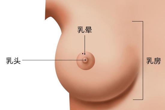 正常宝宝胸部图片大全,宝宝胸部发育正常图谱解析