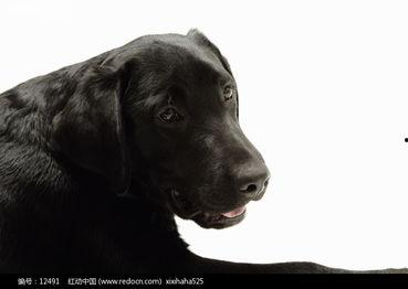 黑牛狗狗图片大全,萌态可掬的可爱瞬间