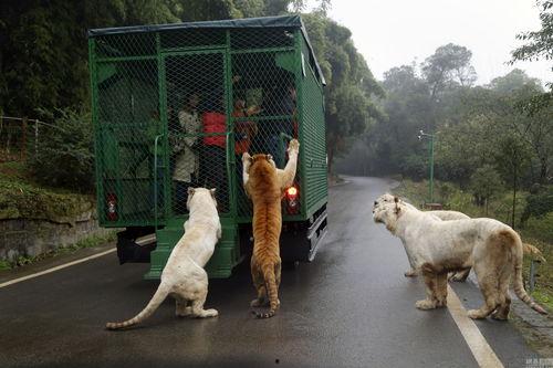 爬地虎图片,自然界的隐秘猎手