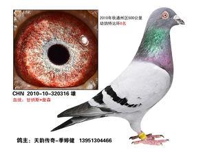 鸽眼配对成功配对图片,成功配对的视觉盛宴