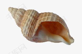 带子螺图片,海洋中的独特生物