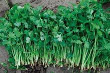 山香菜图片大全,自然界的绿色珍宝