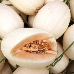 小蜜瓜今日价格,新鲜上市，品质保证
