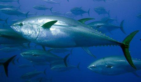 金枪鱼图片,海洋中的速度与力量象征