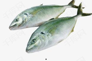 金枪鱼图片,海洋中的速度与力量象征