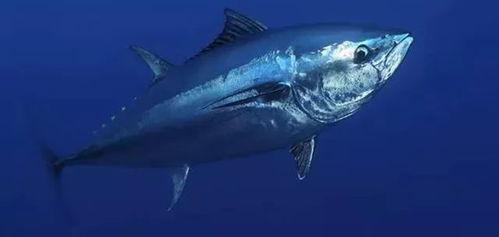 金枪鱼图片,海洋中的速度与力量象征