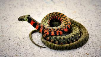 黄花蛇图片,神秘色彩与药用价值的完美融合