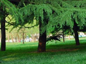 2013春梦在线观看,2013年热门网络影视作品回顾