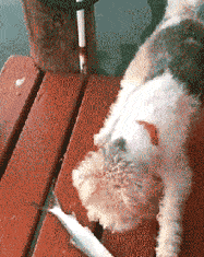 动态gif大全图片,捕捉瞬间，尽享视觉盛宴