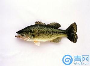 什么鱼吃黑蜜瓜,揭示哪种鱼是它的美味猎物