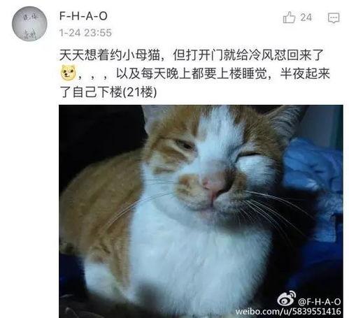 不可思议猫的日本史,穿越日本史的喵星传奇