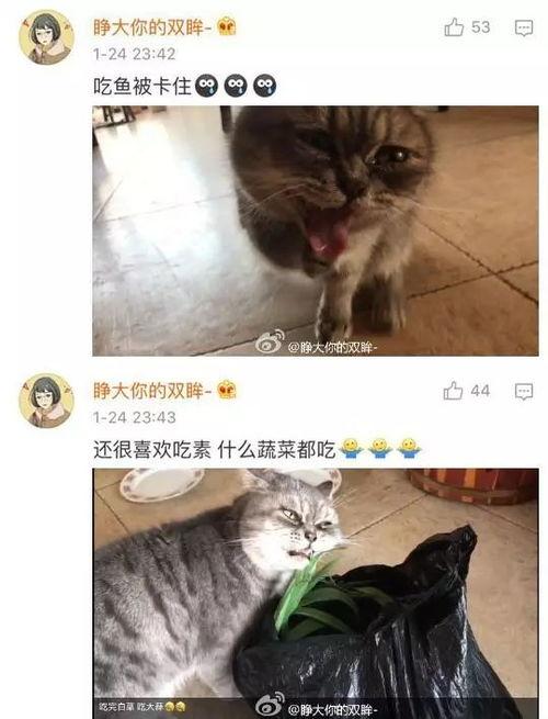 不可思议猫的日本史,穿越日本史的喵星传奇