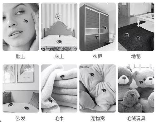 除螨视频,揭秘家居清洁新方法