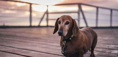 科比犬图片大全,萌态可掬的宠物明星图鉴