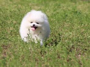 宠物小狗视频,小狗视频集锦，萌态百出，治愈你的心灵