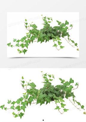 藤蔓图片大全,自然之美，千姿百态